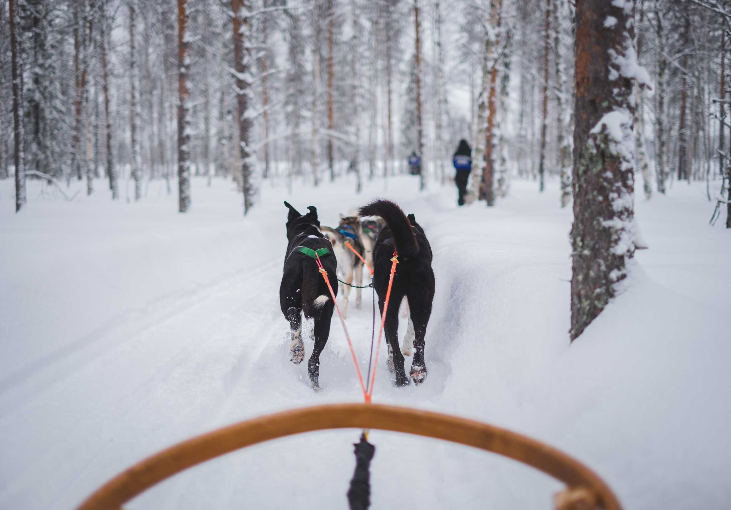 Husky sledding in Norway